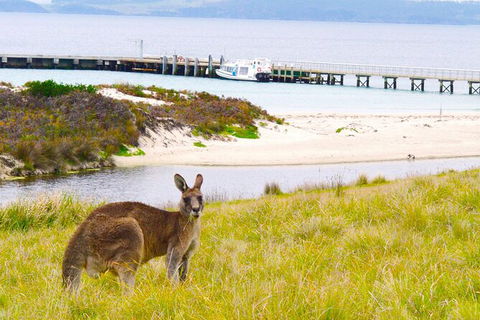Maria Island Cruise + Walk. Renowned Day Tour With Drinks And Guided Walk - Attractions 12