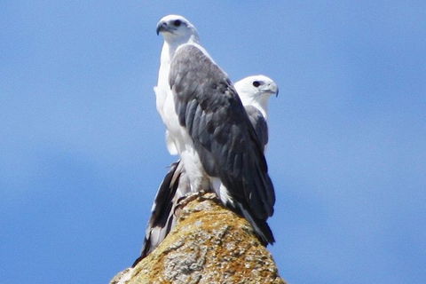 Maria Island Cruise + Walk. Renowned Day Tour With Drinks And Guided Walk - Attractions 3