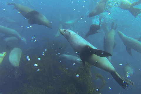 Maria Island Cruise + Walk. Renowned Day Tour With Drinks And Guided Walk - Attractions 8