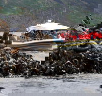 3-Hour Bruny Island Cruise from Adventure Bay - Attractions