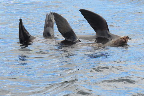 Twilight Sail Bruny Island - Attractions 7