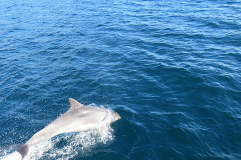Twilight Sail Bruny Island - Attractions 3