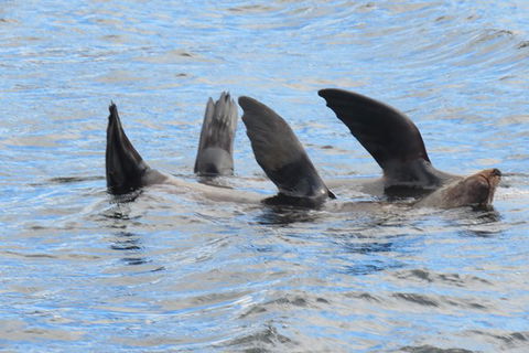 North Bruny Island Day Sail - Attractions 5