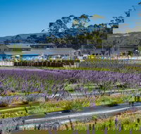 Private Tasman Peninsula Cruise Ship Tour from Port Arthur - Attractions