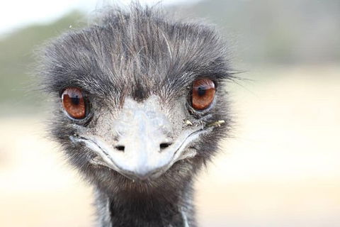 ZOODOO ZOO Tour, Meet The Famous Tasmanian Devil, Cuddle A Kangaroo, Feed A Lion - Attractions 1