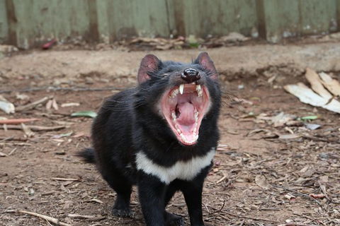 ZOODOO ZOO Tour, Meet The Famous Tasmanian Devil, Cuddle A Kangaroo, Feed A Lion - Attractions 0