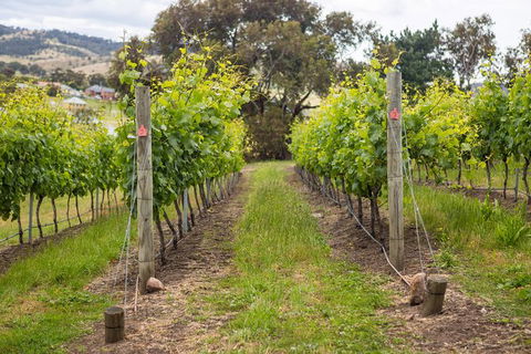 A Sommelier Guided Tour: Thursday Afternoon Wine Gin Cheese & Cocktails - Attractions Las Vegas 3