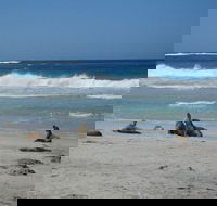 Kangaroo Island in a Day Tour from Adelaide - Attractions
