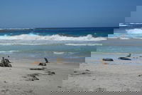 Kangaroo Island in a Day Tour from Adelaide