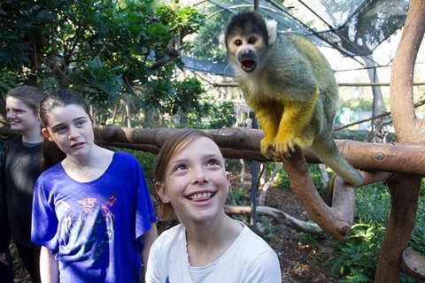 Adelaide Zoo Behind The Scenes Experience: Squirrel Monkey Feeding - Attractions 1