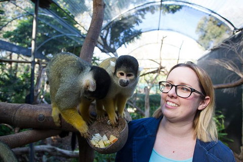 Adelaide Zoo Behind The Scenes Experience: Squirrel Monkey Feeding - Attractions 0
