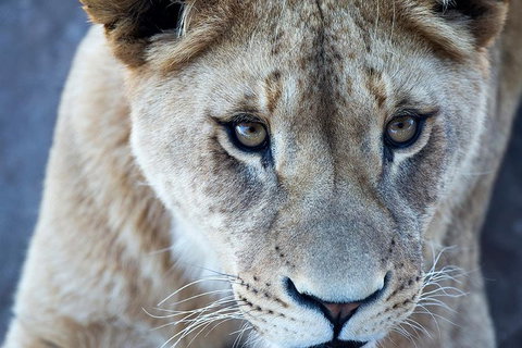 Lions At Bedtime And A Day At Monarto Safari Park - See Attractions 1