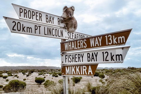 Private Port Lincoln Day Tour: Tasting Eyre - Attractions 0