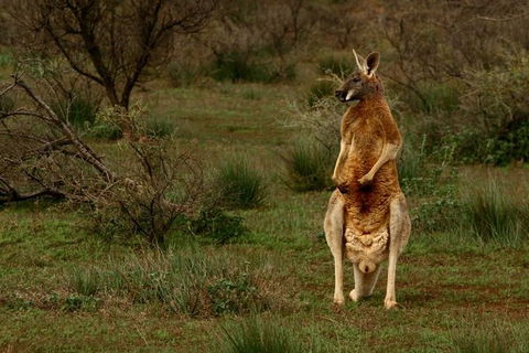 Flinders Ranges & Outback â€“ 3 Day Small Group Eco Safari - Attractions 0