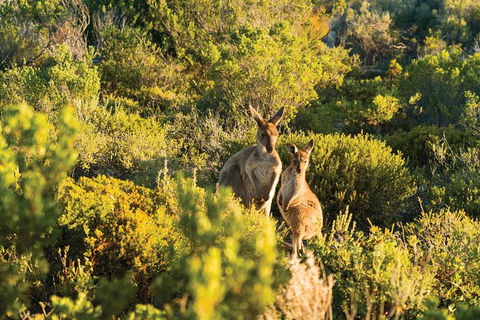 Coffin Bay Day Tour - A Taste Of Coffin Bay - Attractions 11