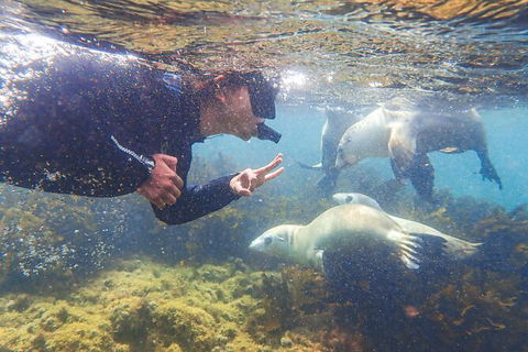 Half-Day Sea Lion Snorkeling Tour From Port Lincoln - Attractions 8