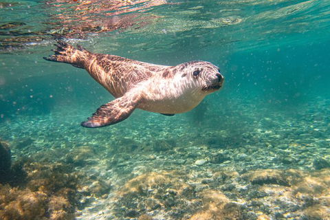 Half-Day Sea Lion Snorkeling Tour From Port Lincoln - Attractions 4