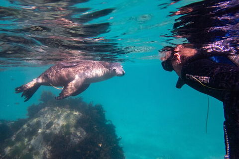 Half-Day Sea Lion Snorkeling Tour From Port Lincoln - Attractions 5