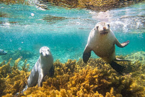 Half-Day Sea Lion Snorkeling Tour From Port Lincoln - Attractions 7