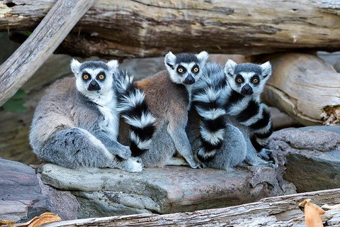 Adelaide Zoo Behind The Scenes Experience: Lemur Feeding - Attractions 1