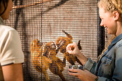 Adelaide Zoo Behind The Scenes Experience: Meet The Primates - Attractions 0