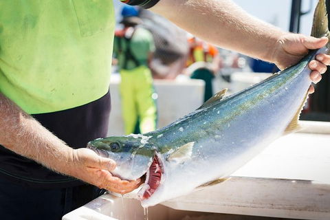 Exceptional Port Lincoln, Seafood And Wildlife Tour - Attractions 9