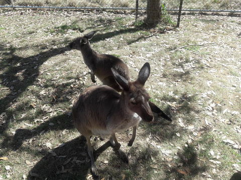 Cleland Wildlife Park Tour From Adelaide Including Mount Lofty Summit - Attractions 3