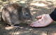Cleland Wildlife Park Tour From Adelaide Including Mount Lofty Summit - thumb 8