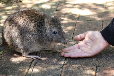 Cleland Wildlife Park Tour From Adelaide Including Mount Lofty Summit - Attractions 8