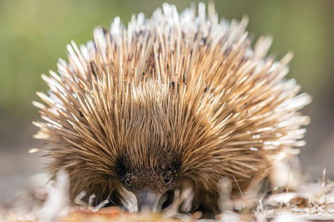Cleland Wildlife Park Tour From Adelaide Including Mount Lofty Summit - Attractions 10