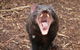 Cleland Wildlife Park Tour From Adelaide Including Mount Lofty Summit - thumb 6