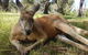 Cleland Wildlife Park Tour From Adelaide Including Mount Lofty Summit - thumb 12
