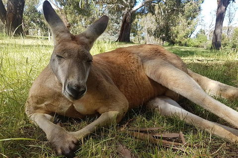 Cleland Wildlife Park Tour From Adelaide Including Mount Lofty Summit - Attractions 12