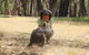 Cleland Wildlife Park Tour From Adelaide Including Mount Lofty Summit - thumb 7
