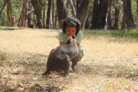 Cleland Wildlife Park Tour From Adelaide Including Mount Lofty Summit - Attractions 7