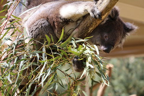 Cleland Wildlife Park Tour From Adelaide Including Mount Lofty Summit - Attractions 9