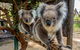 Cleland Wildlife Park Tour From Adelaide Including Mount Lofty Summit - thumb 4