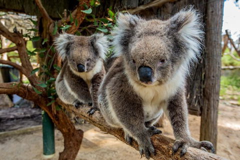 Cleland Wildlife Park Tour From Adelaide Including Mount Lofty Summit - Attractions 4