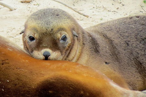 2 Day Kangaroo Island Wildlife Adventure From Adelaide - Attractions 1