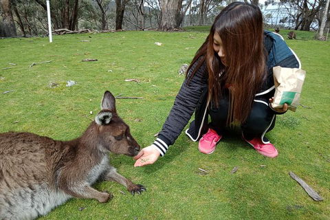 Adelaide Essentials Tour - Attractions Las Vegas 0