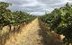McLaren Vale\'s Greatest Tour With The Best Itinerary! - thumb 9