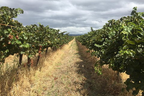 McLaren Vale\'s Greatest Tour With The Best Itinerary! - Attractions 9