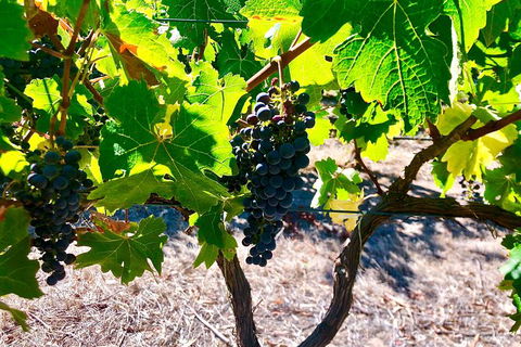 Bike Tour Strathalbyn & Langhorne Creek - Attractions 1