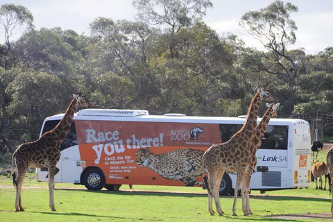Monarto Safari Park Bus Transfers From Adelaide City - Attractions 0