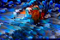 5-Day Best of Cairns with Daintree Kuranda and Great Barrier Reef