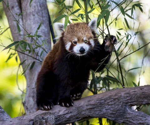 Croc Express To Australia Zoo From Brisbane - Attractions 5