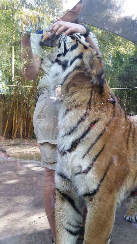 Croc Express To Australia Zoo From Brisbane - Attractions 4