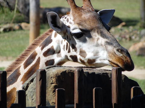 Croc Express To Australia Zoo From Brisbane - Attractions 2