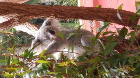 Croc Express To Australia Zoo From Brisbane - Attractions 3