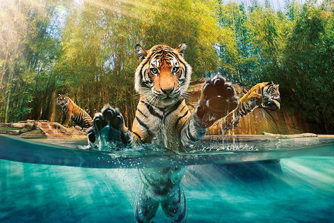 Croc Express To Australia Zoo From Brisbane - Attractions 11